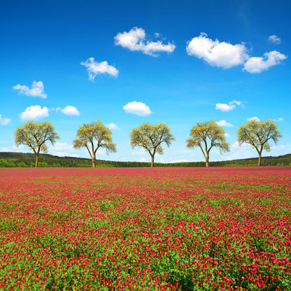 Five tree meadow