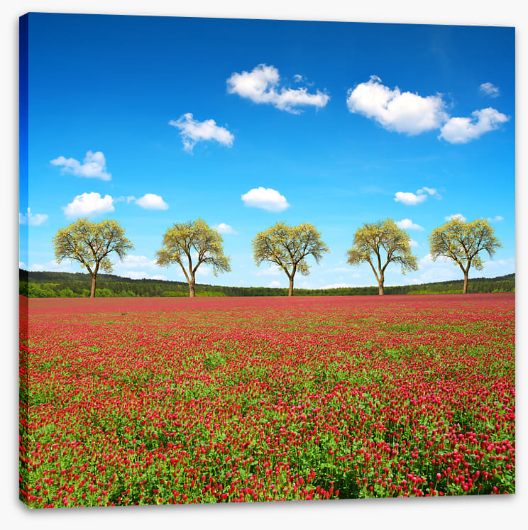 Five tree meadow