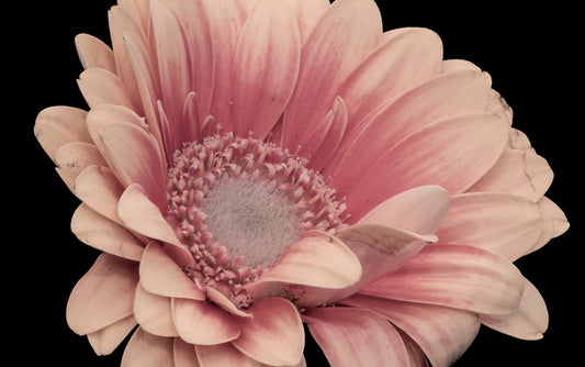 One pink gerbera