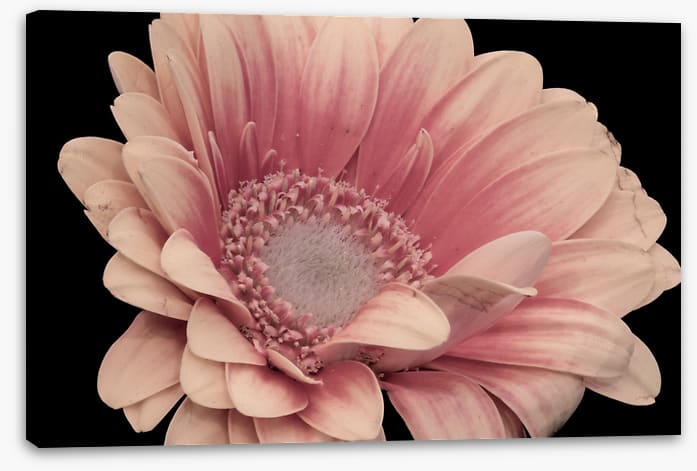 One pink gerbera