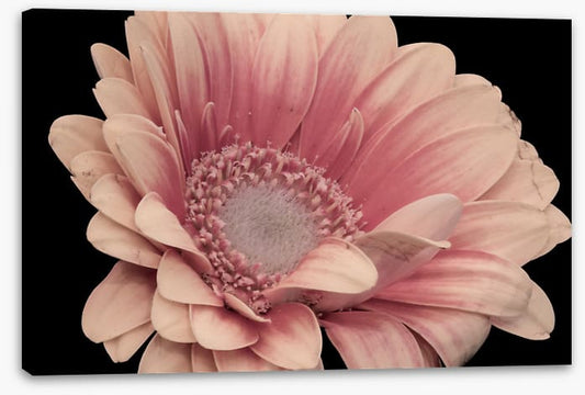 One pink gerbera