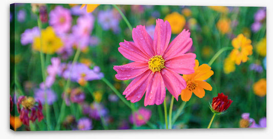 One pink cosmos