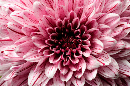 Pink aster petals