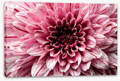 Pink aster petals
