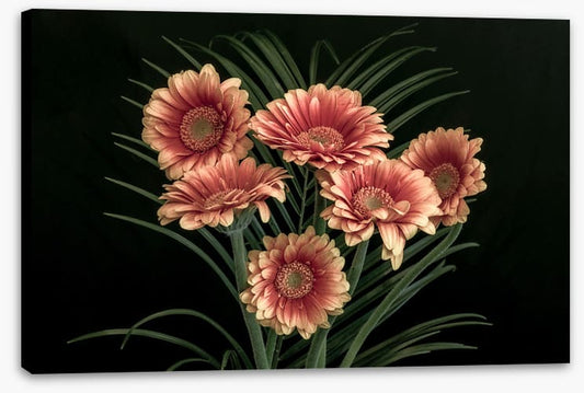 Midnight gerbera