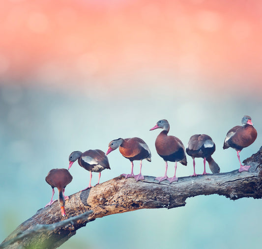 Birds