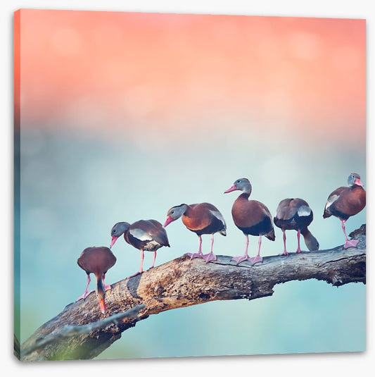 Birds
