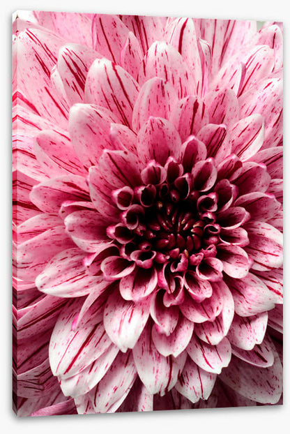 Burst into bloom 2