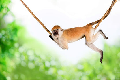 Monkey swing
