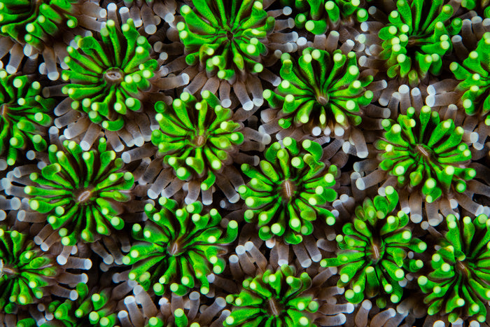 Green galaxea