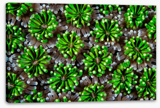 Green galaxea