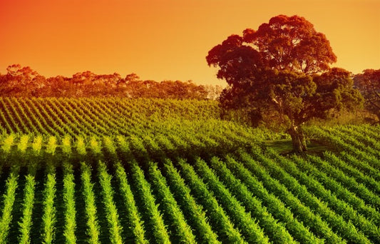 Afternoon vines in Adelaide Hills