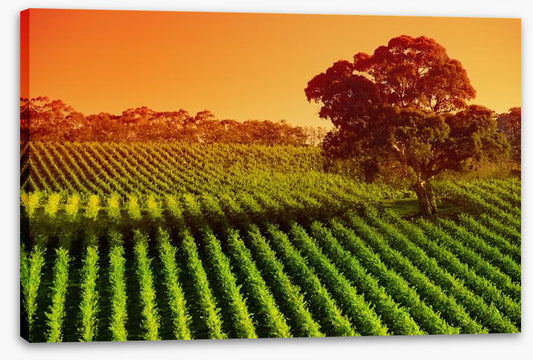 Afternoon vines in Adelaide Hills