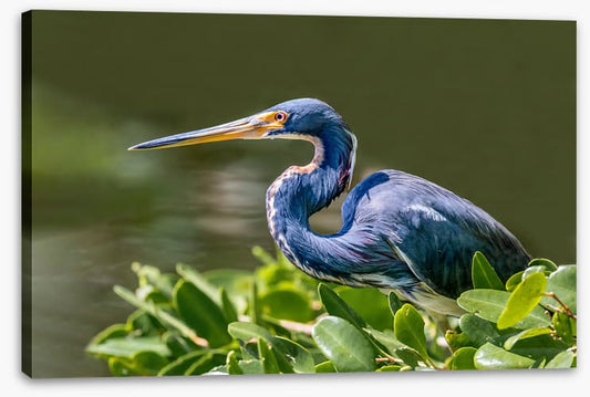 Tricolour heron hello