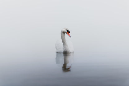 Lonely swan