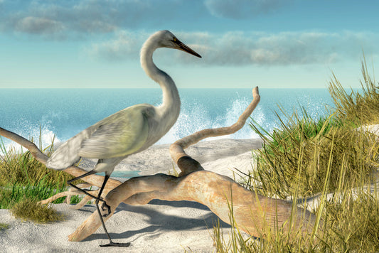 White egret beach