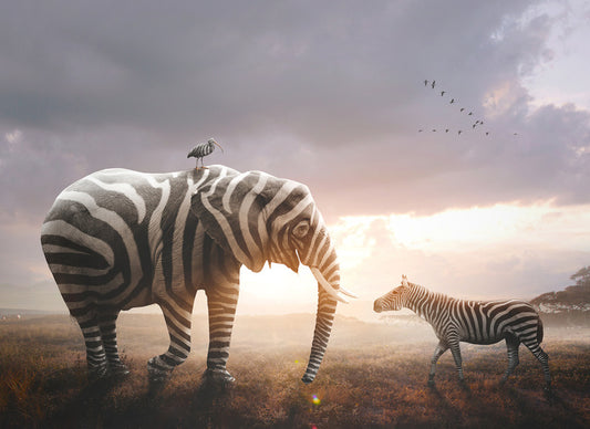 Surprise in stripes