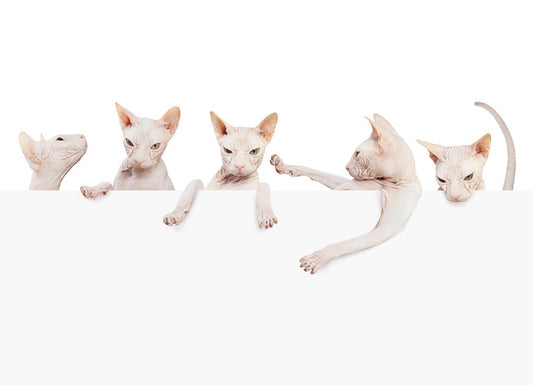 Mammals