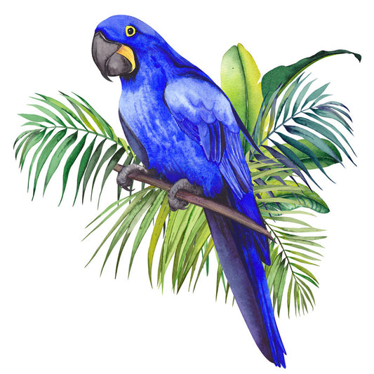Birds