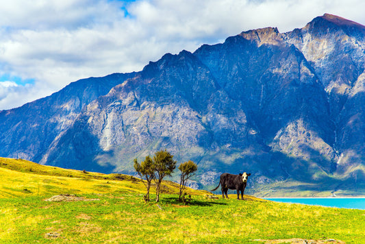 New Zealand
