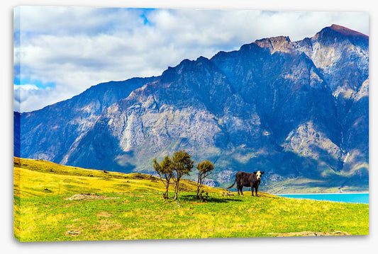New Zealand