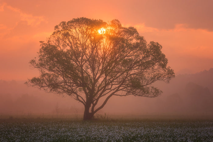 Trees