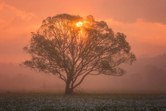 Trees
