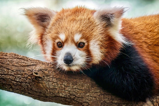 Red panda stare