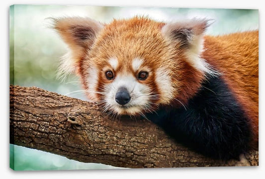 Red panda stare