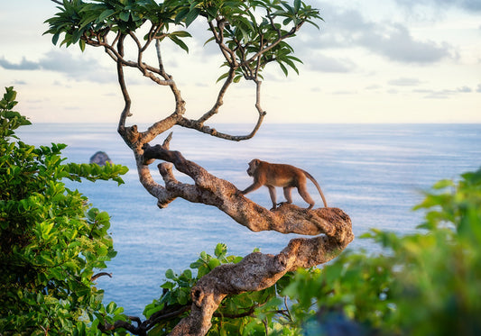 Monkey on the tree