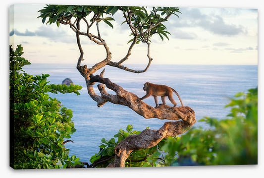 Monkey on the tree