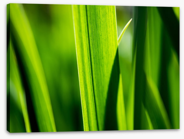 Leaves