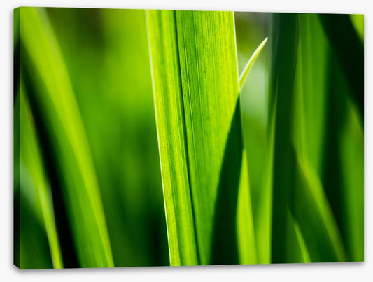 Leaves