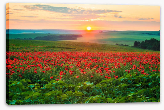 The poppy patch