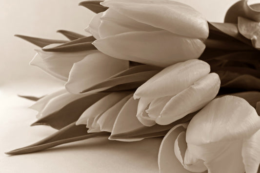 The time of tulips