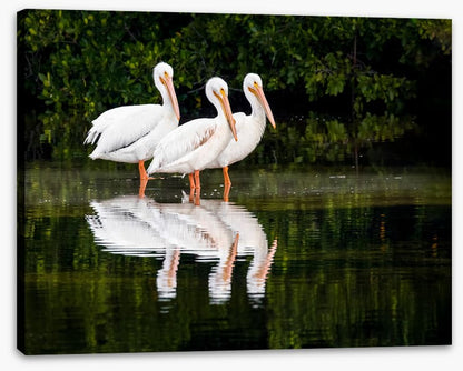 Pelican three