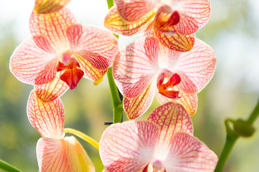 Orchid sunshine