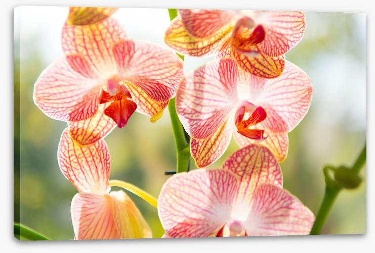 Orchid sunshine