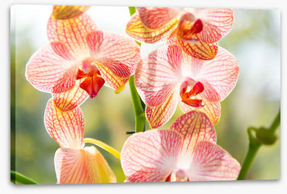 Orchid sunshine