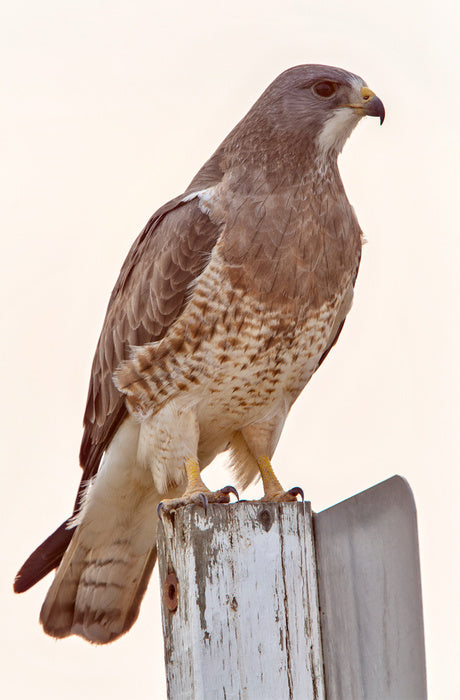 Hawkish