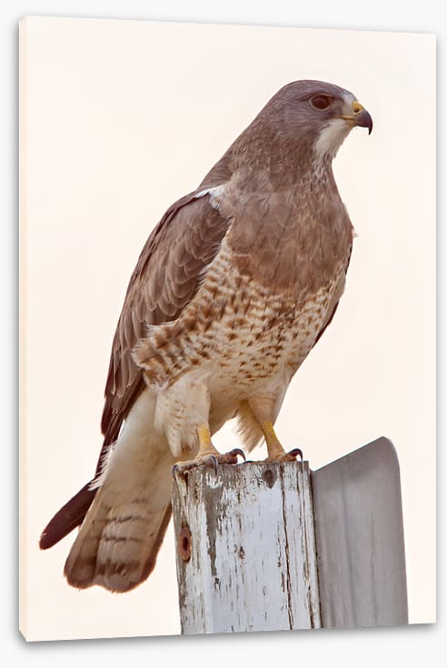 Hawkish