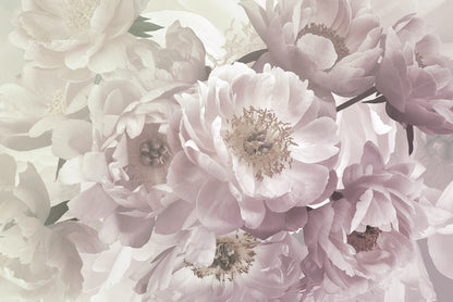 Peony blush