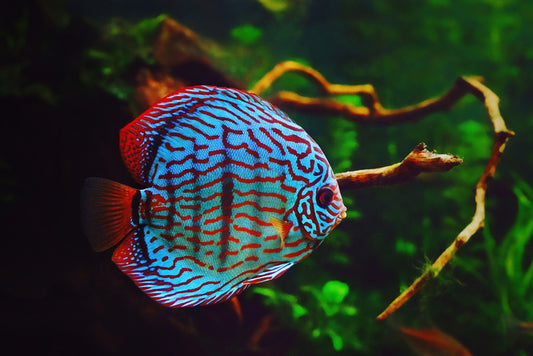 Disco discus fish
