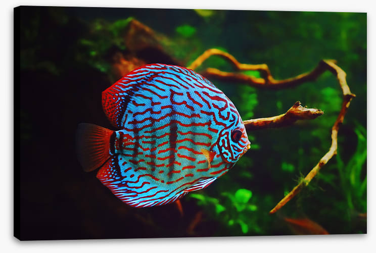 Disco discus fish