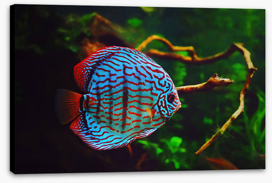 Disco discus fish