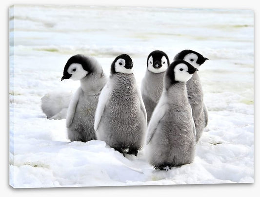 Penguin playdate