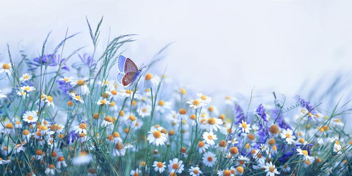 Chamomile flutter
