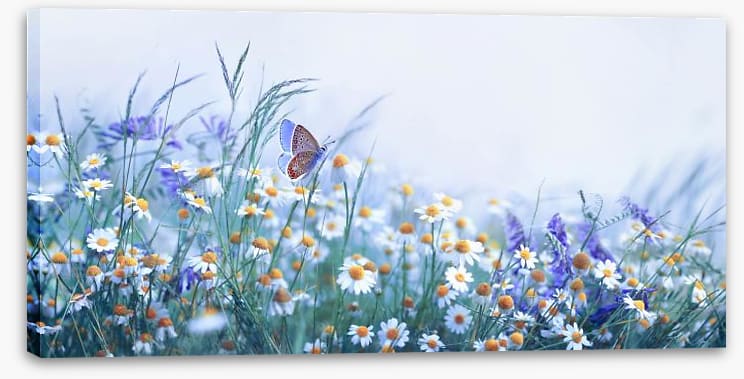 Chamomile flutter