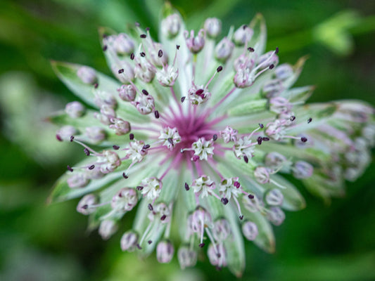 Baffling bloom 1