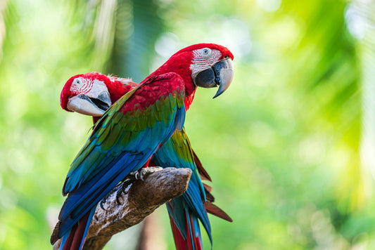 Birds